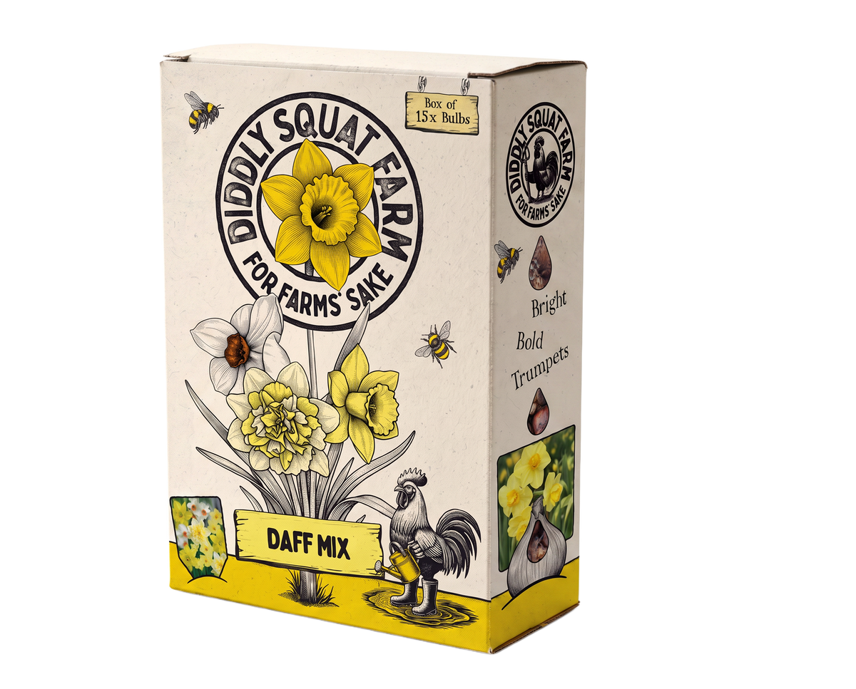 Daffodils Mix