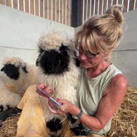 Diddly Squat Farm Top Trumps