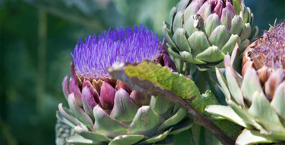 thistles 2000x 2e8535b6 2fa1 4563 9aa4 f4b845611432